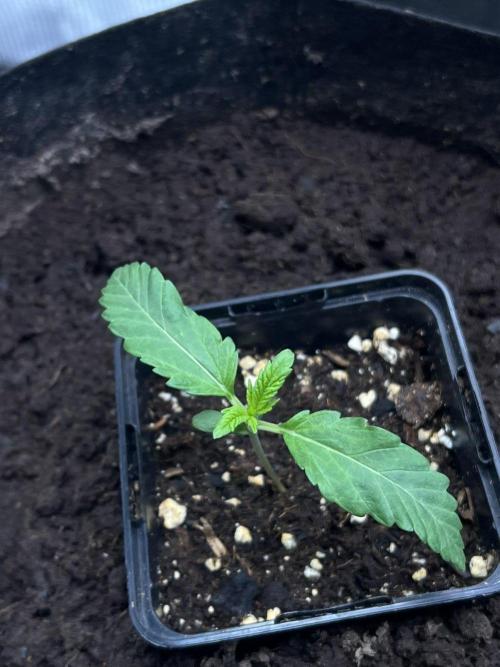 Zoapaya / Slurricane. Week 2 - Slurricane had a weak start because of his twin that I had to cut 