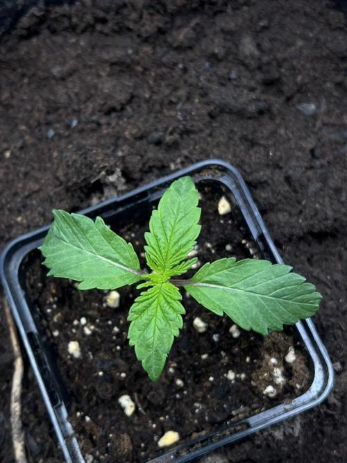 Zoapaya / Slurricane. Week 2 - Zoapaya doing good