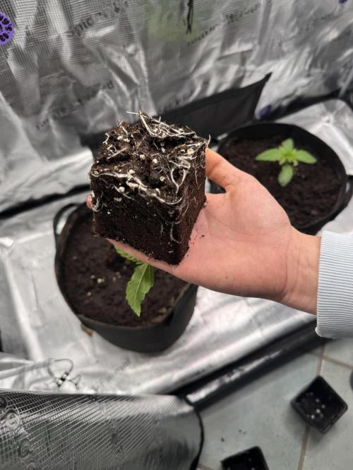 Zoapaya / Slurricane. Week 3