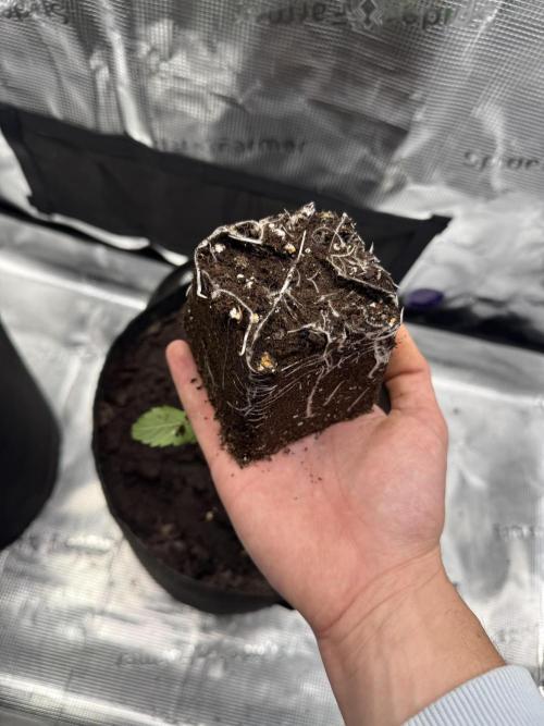 Zoapaya / Slurricane. Week 3