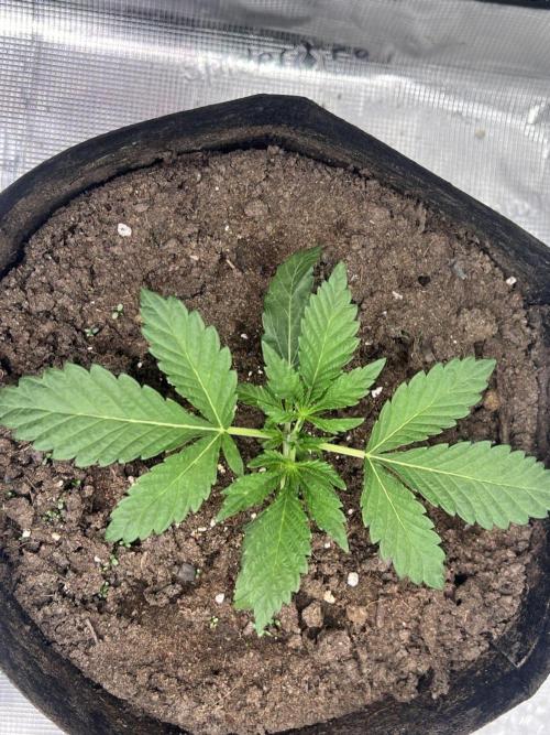 Zoapaya / Slurricane. Week 4