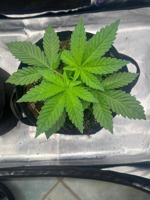 Zoapaya / Slurricane. Week 5