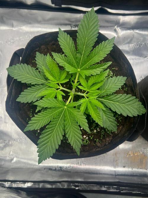 Zoapaya / Slurricane. Week 5