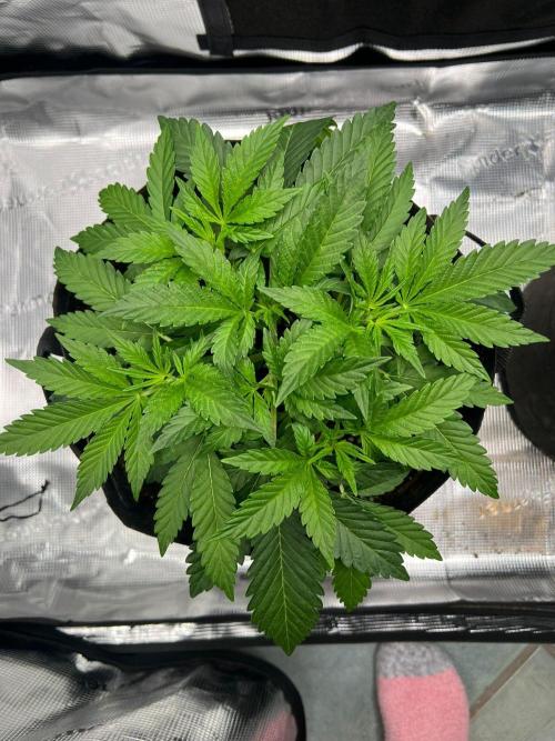 Zoapaya / Slurricane. Week 6