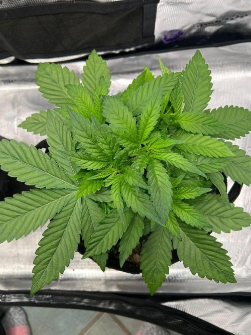 Zoapaya / Slurricane. Week 6