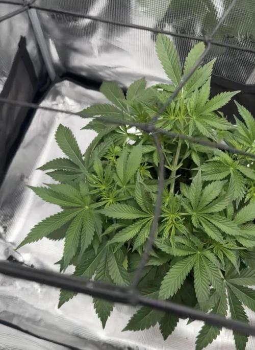 Zoapaya / Slurricane. Week 7