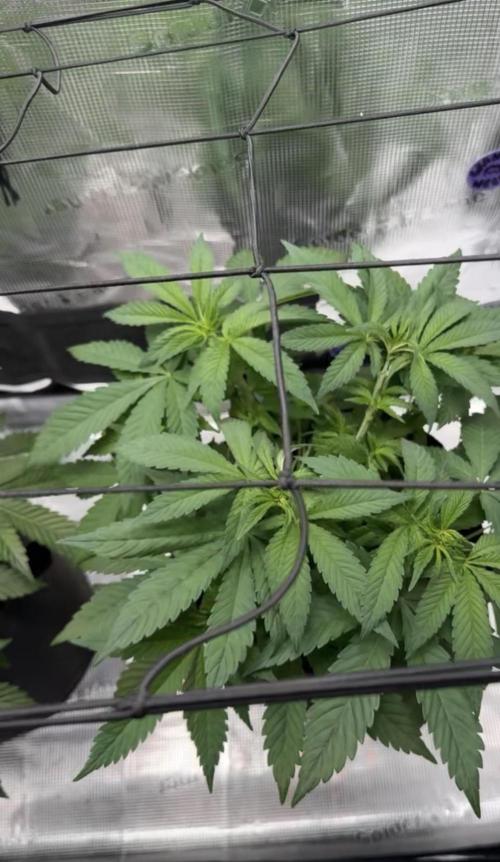 Zoapaya / Slurricane. Week 7