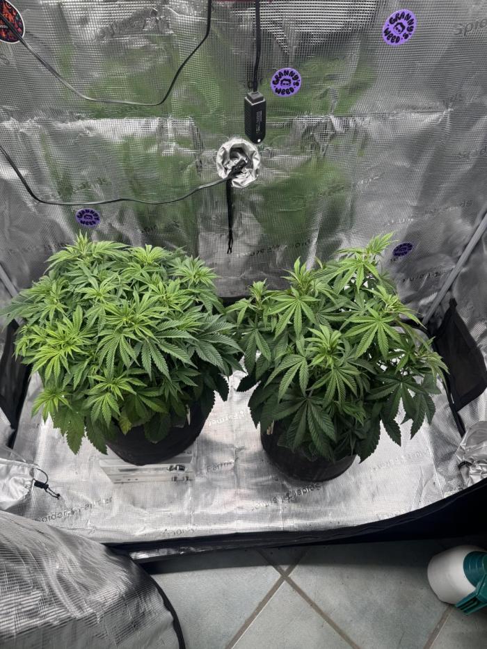 Zoapaya / Slurricane. Week 8 - Zoapaya lookin a Bit sad. 

My hopes are in the Slurricane on the Left