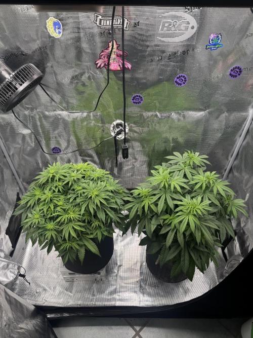 Zoapaya / Slurricane. Week 9