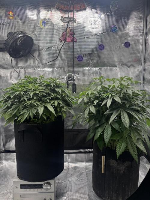 Zoapaya / Slurricane. Week 9