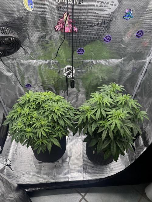 Zoapaya / Slurricane. Week 9