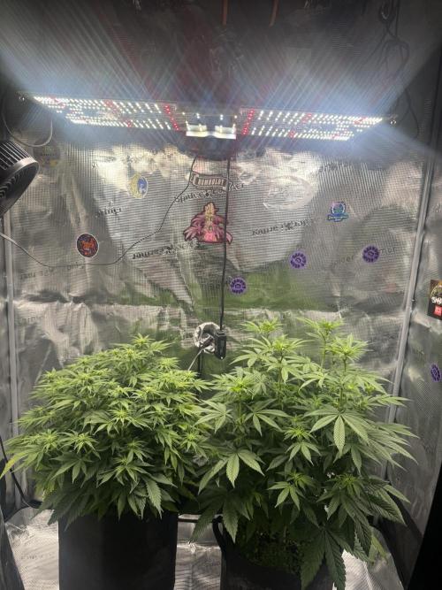 Zoapaya / Slurricane. Week 10