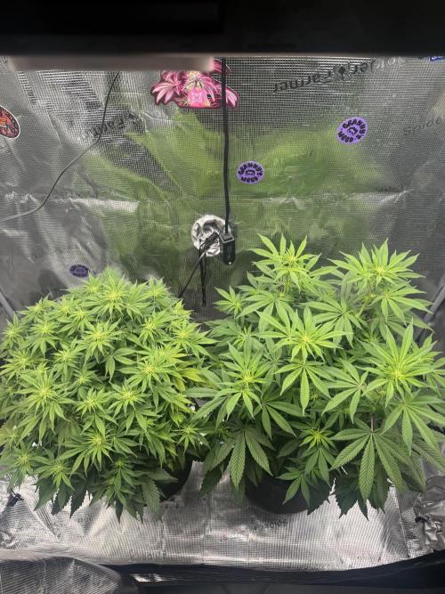 Zoapaya / Slurricane. Week 10