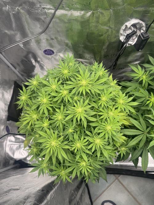 Zoapaya / Slurricane. Week 10