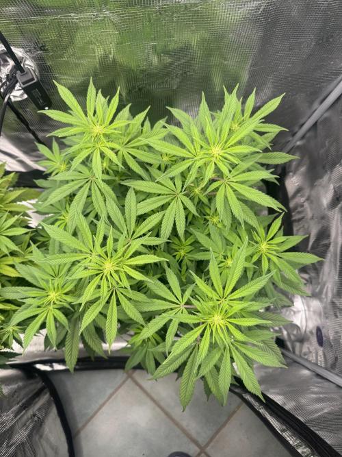 Zoapaya / Slurricane. Week 10