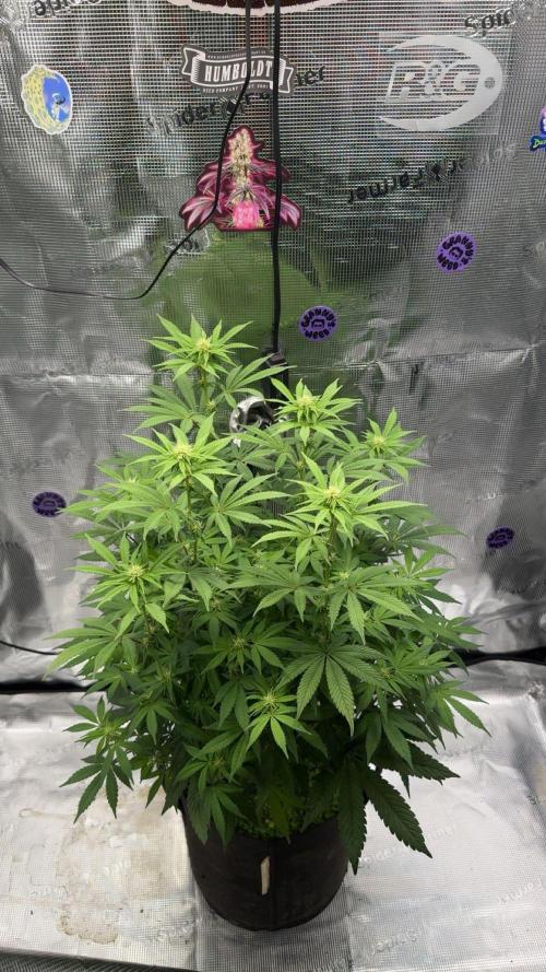 Zoapaya / Slurricane. Week 11