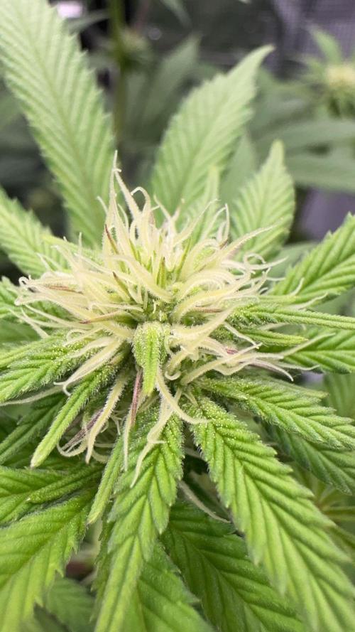 Zoapaya / Slurricane. Week 11