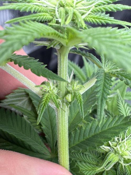 Zoapaya / Slurricane. Week 11