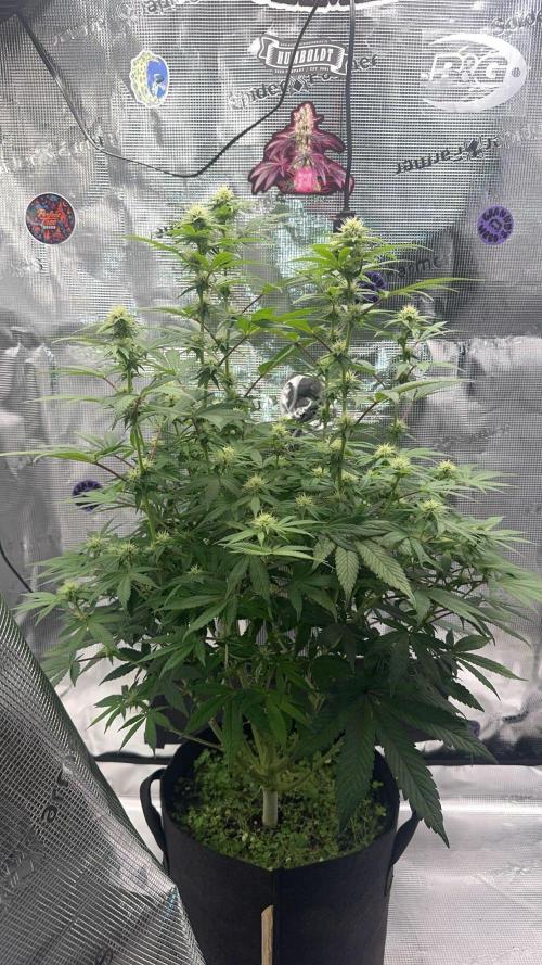 Zoapaya / Slurricane. Week 12