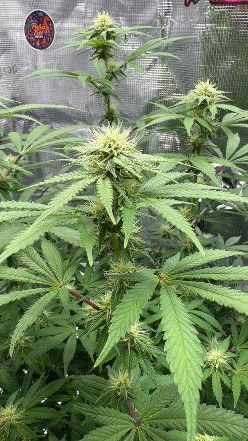Zoapaya / Slurricane. Week 12