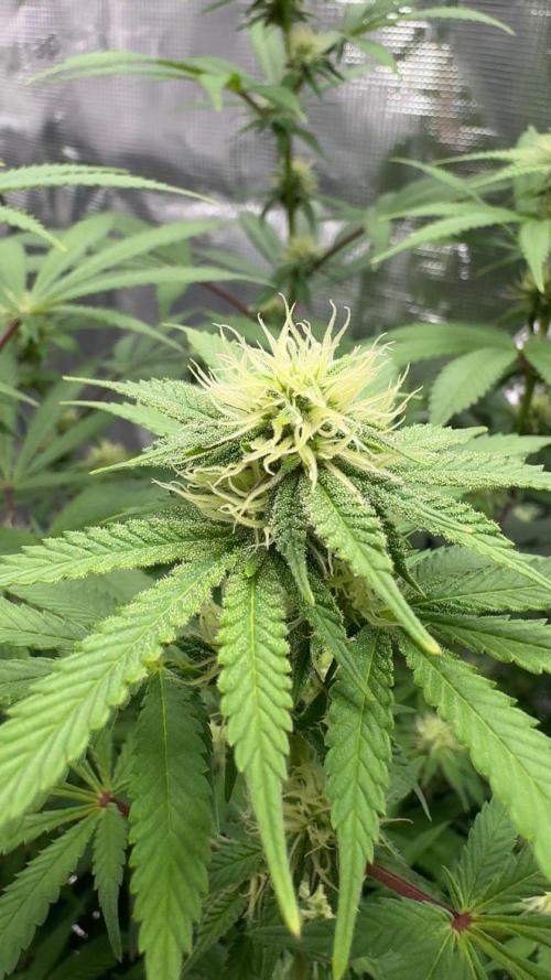 Zoapaya / Slurricane. Week 12