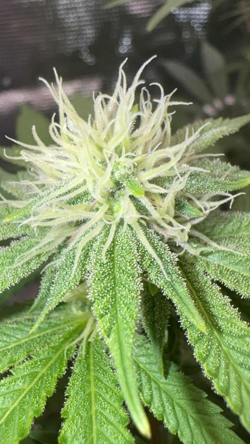Zoapaya / Slurricane. Week 12