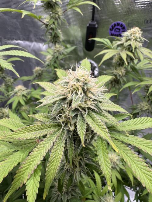 Zoapaya / Slurricane. Week 15