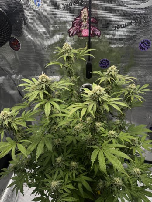 Zoapaya / Slurricane. Week 15