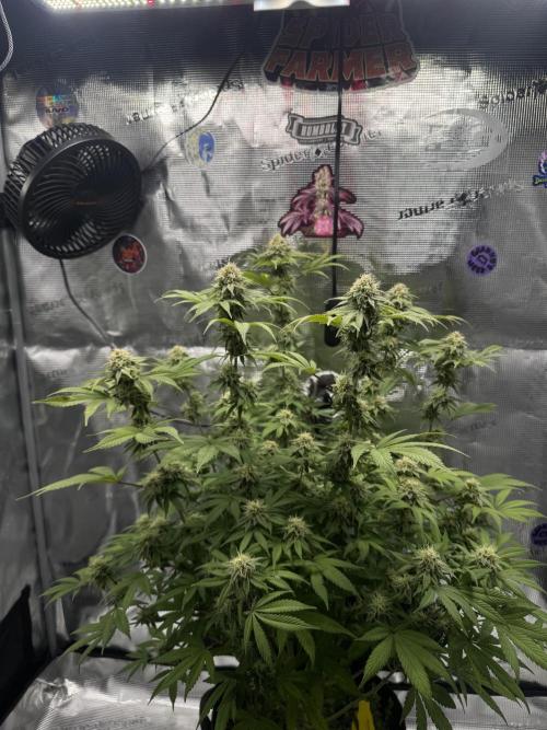 Zoapaya / Slurricane. Week 15