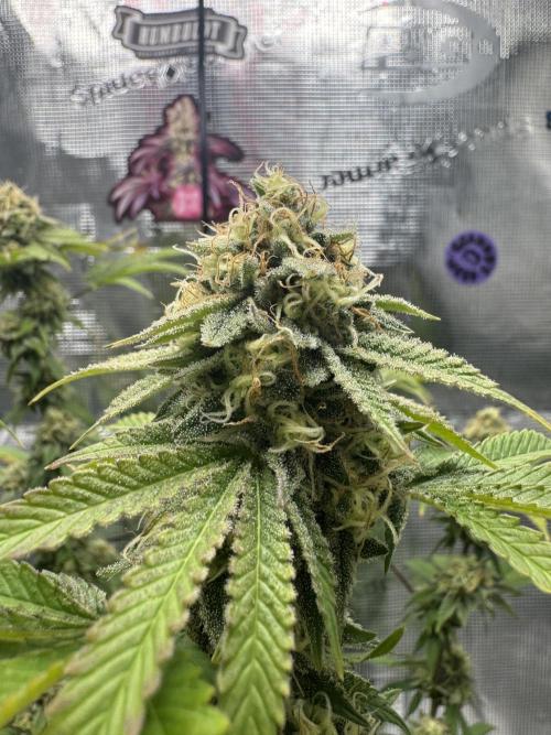 Zoapaya / Slurricane. Week 17