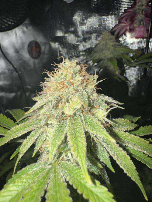 Zoapaya / Slurricane. Week 17