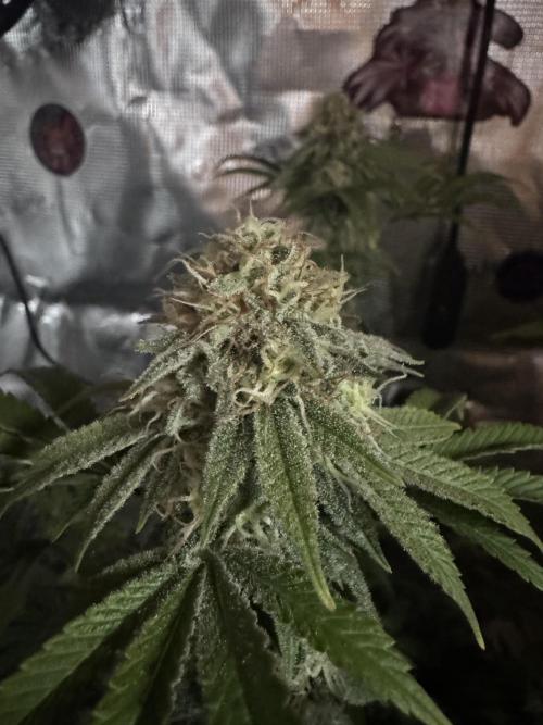 Zoapaya / Slurricane. Week 17