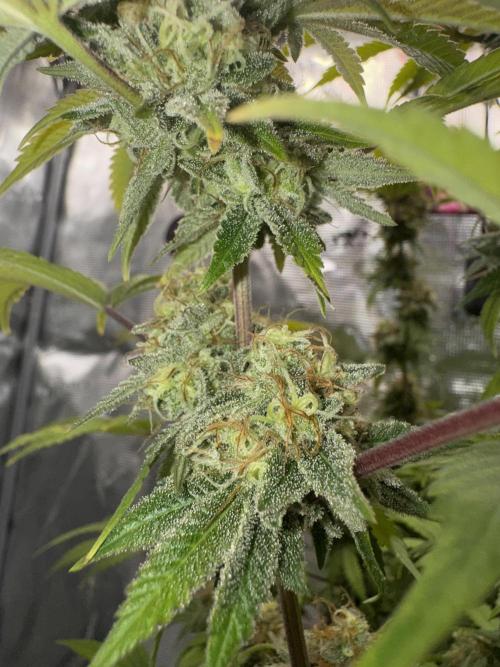 Zoapaya / Slurricane. Week 18