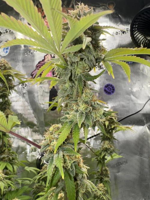 Zoapaya / Slurricane. Week 18