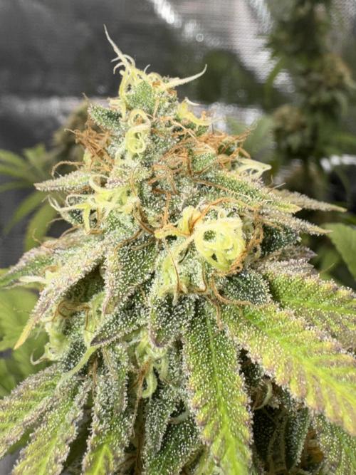 Zoapaya / Slurricane. Week 18
