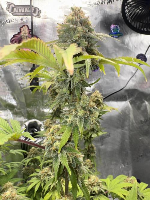 Zoapaya / Slurricane. Week 18
