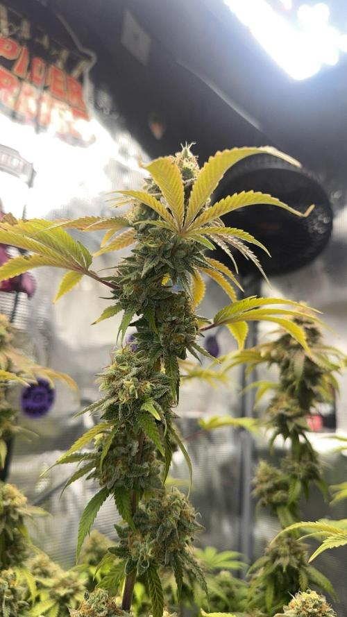 Zoapaya / Slurricane. Week 19