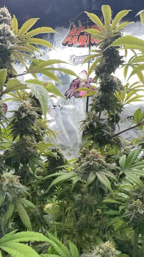 Zoapaya / Slurricane. Week 19