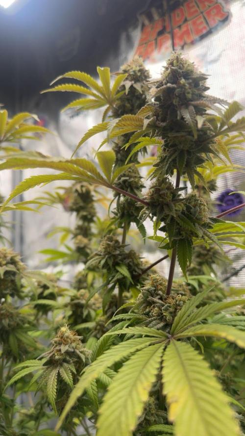 Zoapaya / Slurricane. Week 19
