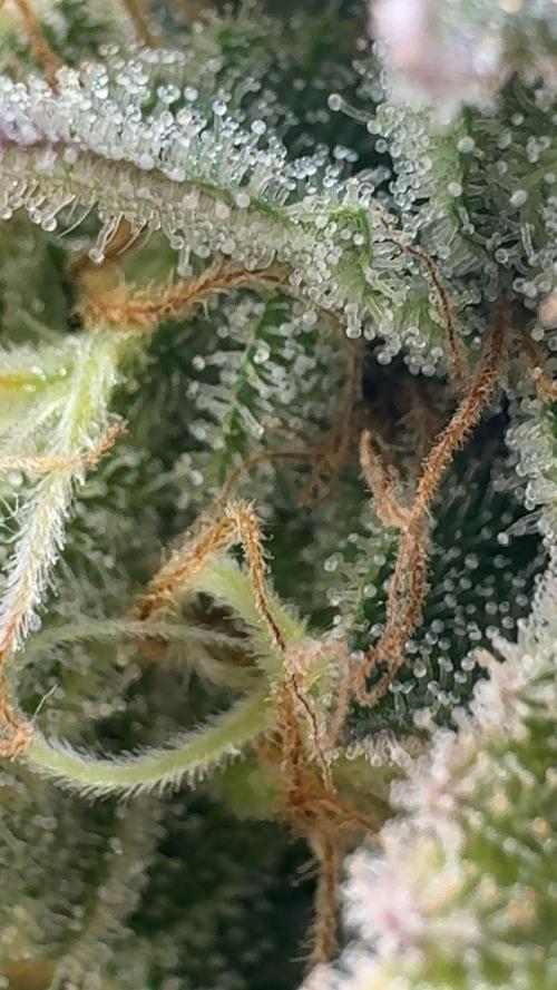 Zoapaya / Slurricane. Week 19