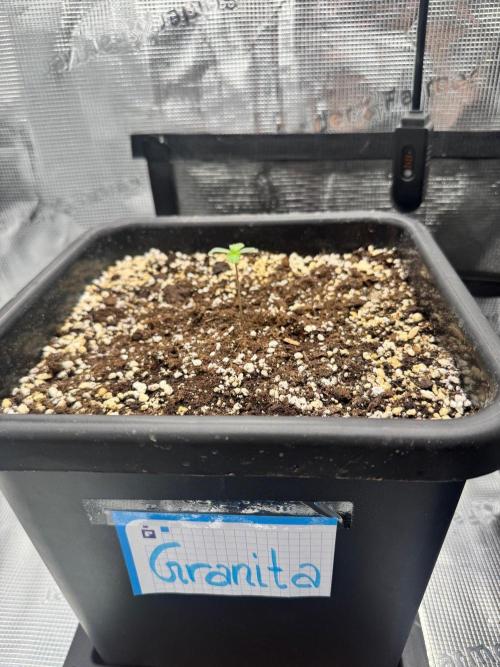 Granita / Picchu - Perfect Tree. Week 1