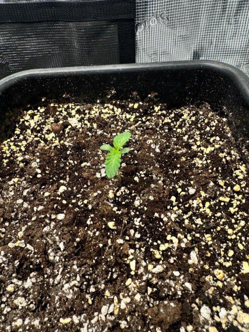 Granita / Picchu - Perfect Tree. Week 1