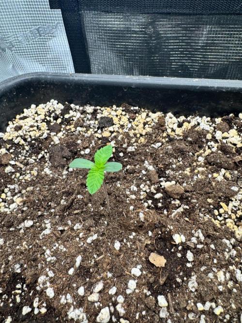 Granita / Picchu - Perfect Tree. Week 1