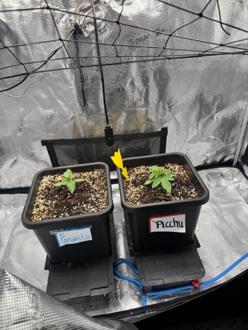 Granita / Picchu - Perfect Tree. Week 2