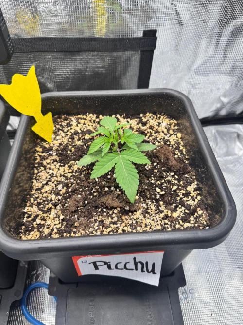 Granita / Picchu - Perfect Tree. Week 2