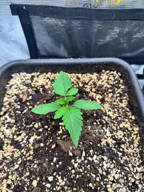 Granita / Picchu - Perfect Tree. Week 2