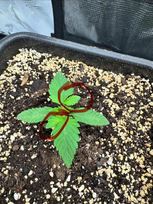 Granita / Picchu - Perfect Tree. Week 2 - Small mutation on the first pair of leafs. Looks Nice 