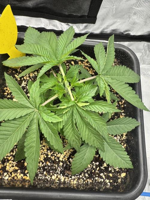 Granita / Picchu - Perfect Tree. Week 3