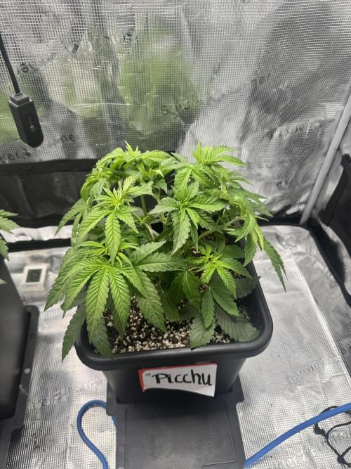 Granita / Picchu - Perfect Tree. Week 4