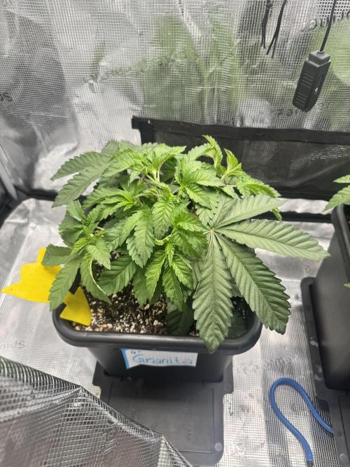 Granita / Picchu - Perfect Tree. Week 4